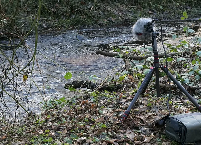 From Forest Floors to Frequency: A Field Recording Primer for Ambient Producers